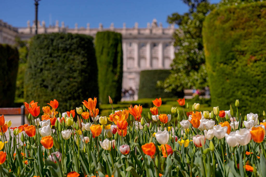 jardín de tulipanes en Madrid